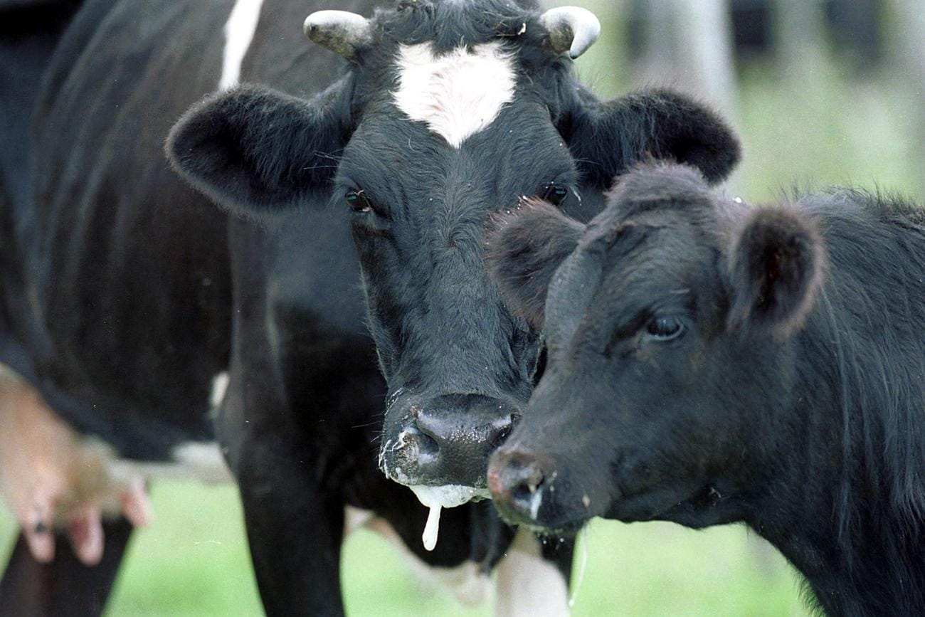 В Китае зафиксированы вспышки заболеваемости ящуром серотипа SAT1 среди скота, для их предотвращения в КНР нет соответствующей вакцины