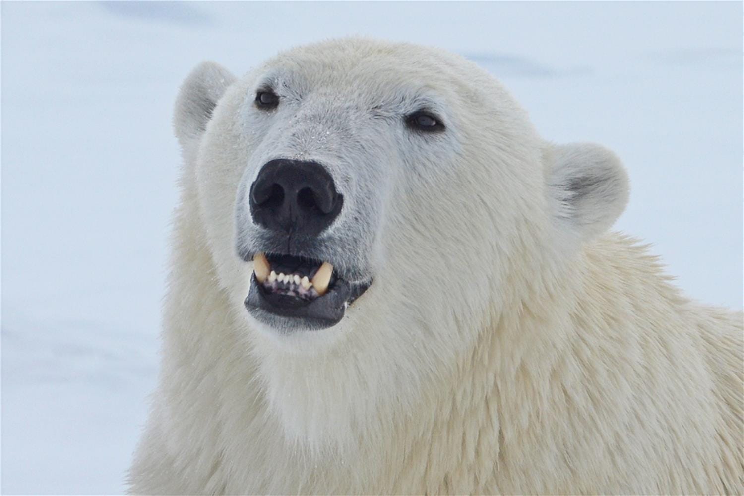 На Новой Земле ввели режим ЧС из-за нападения белых медведей