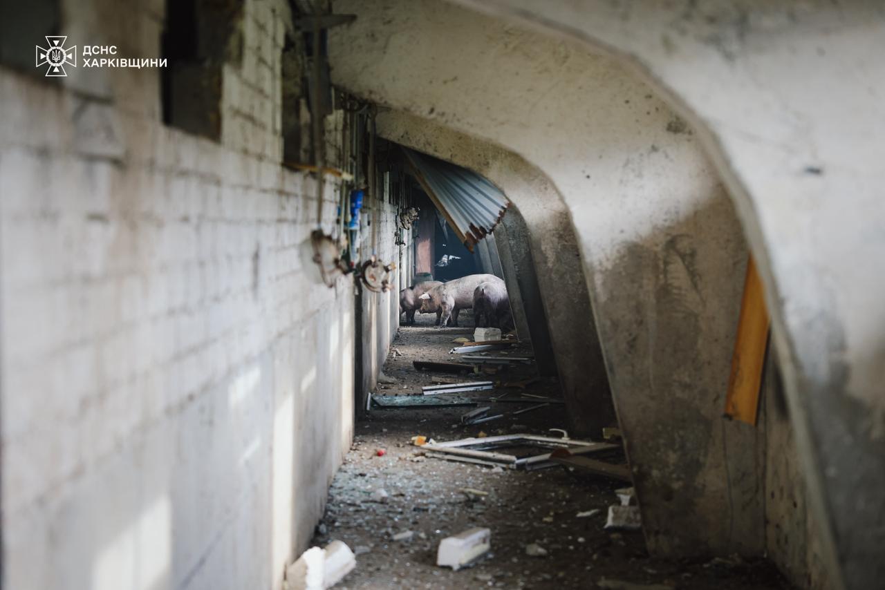 Последствия российского удара по свинарнику в Харьковской области, 03.10.2025
