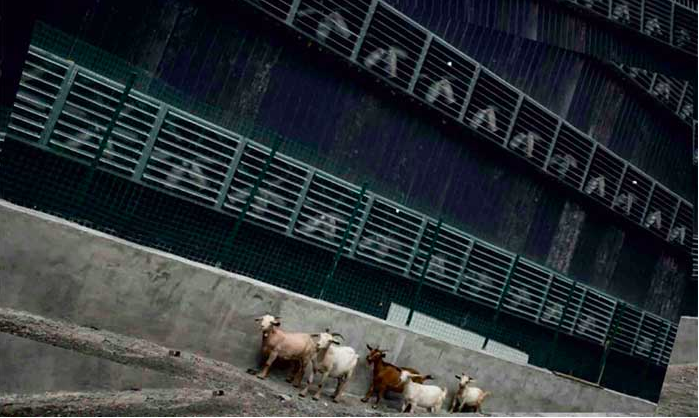 Козы гуляют вдоль майнинговой фермы в Китае